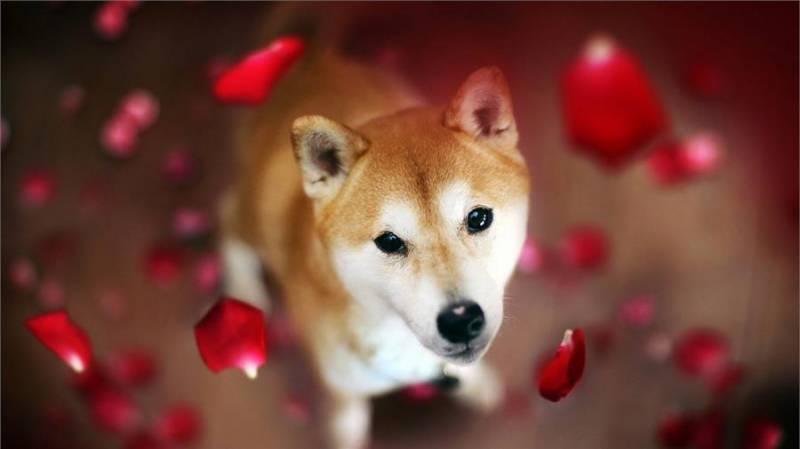 狗狗多久才會忘記主人？你一定想不到！沒有誰能比一隻狗狗更加忠誠於你！