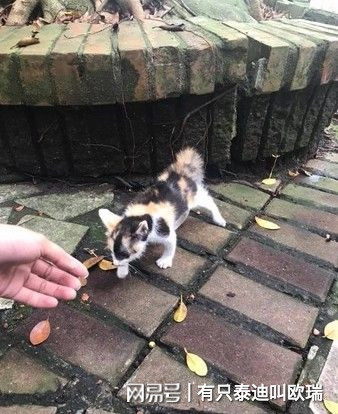 買菜囉！公園捕獲「黏人小喵」 只好拿塑膠袋一路提回家