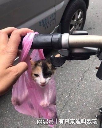 買菜囉！公園捕獲「黏人小喵」 只好拿塑膠袋一路提回家