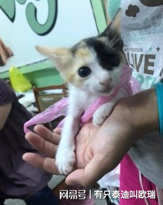 買菜囉！公園捕獲「黏人小喵」 只好拿塑膠袋一路提回家