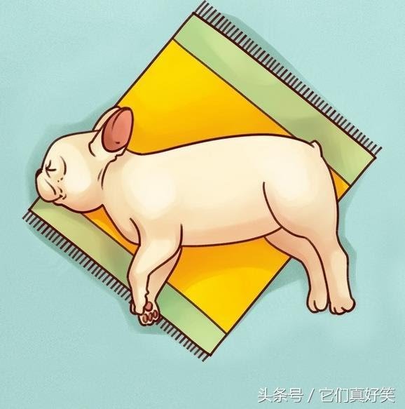 狗狗這6種睡姿代表6種性格，養狗人看了都恍然大悟