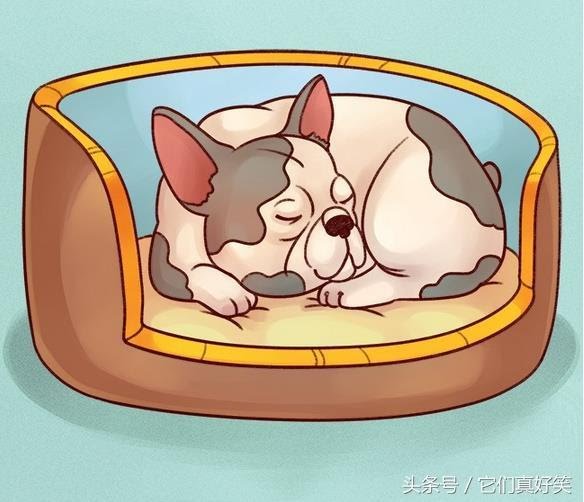 狗狗這6種睡姿代表6種性格，養狗人看了都恍然大悟