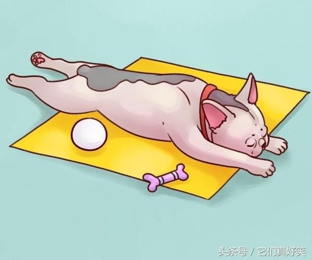 狗狗這6種睡姿代表6種性格，養狗人看了都恍然大悟
