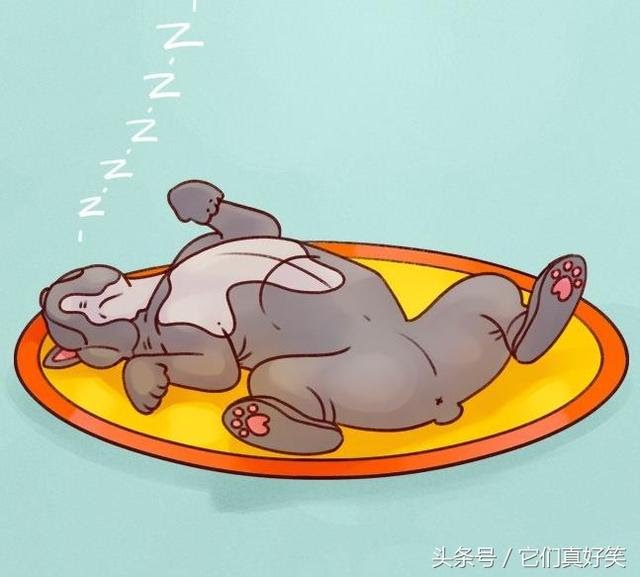 狗狗這6種睡姿代表6種性格，養狗人看了都恍然大悟