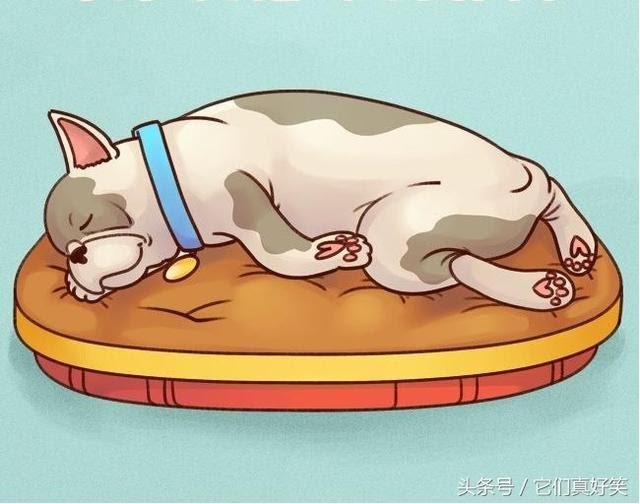 狗狗這6種睡姿代表6種性格，養狗人看了都恍然大悟