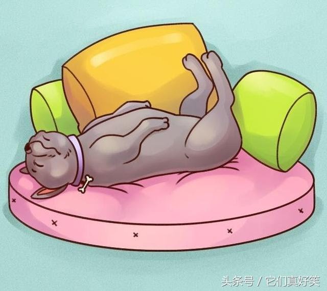 狗狗這6種睡姿代表6種性格，養狗人看了都恍然大悟