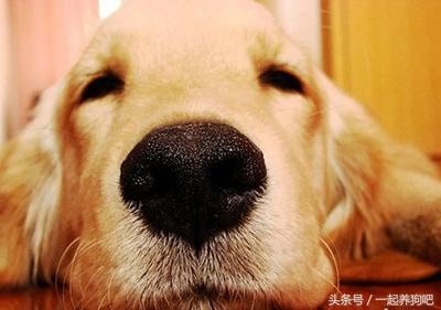 養了這麼多年狗，你不知道的狗狗的30個秘密！