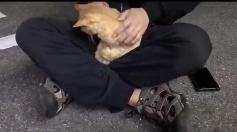 朕說走你才可以走！浪喵霸佔路人大腿睡覺　輕輕移駕「一步不肯離開」：這可是我的王位～ 