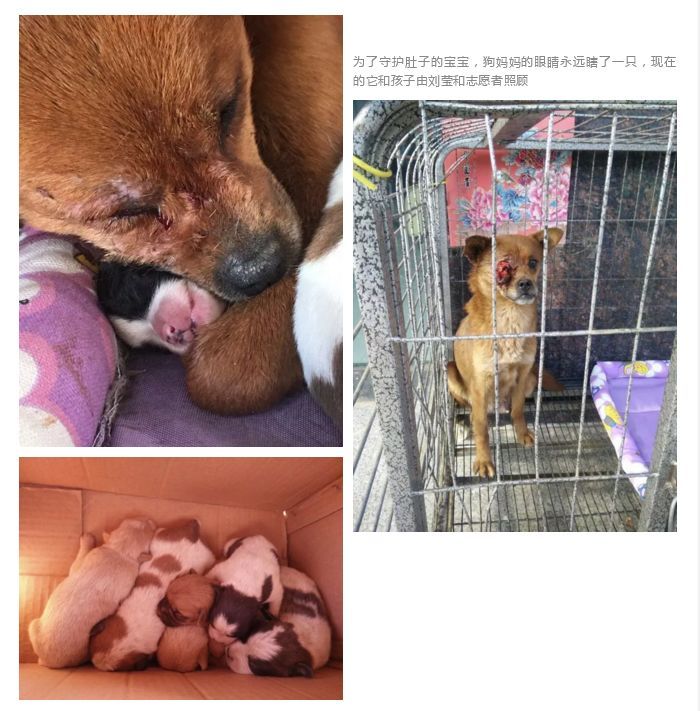 把鞭炮放在小奶狗嘴巴裡取樂？？還能再惡毒點嗎？ 