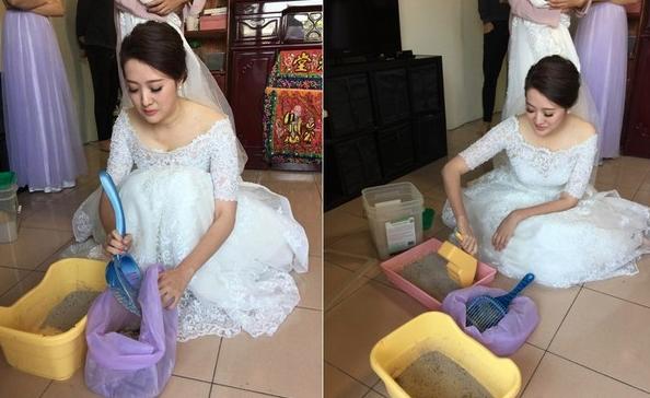 最美的新娘！她出嫁前「在娘家最後一鏟」　跪地穿白紗不忘本份：人家還是貓奴啊～ 