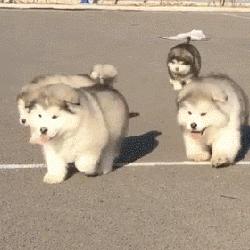 覺得這也許是最全的挑選幼犬指南了