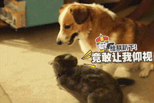 覺得這也許是最全的挑選幼犬指南了