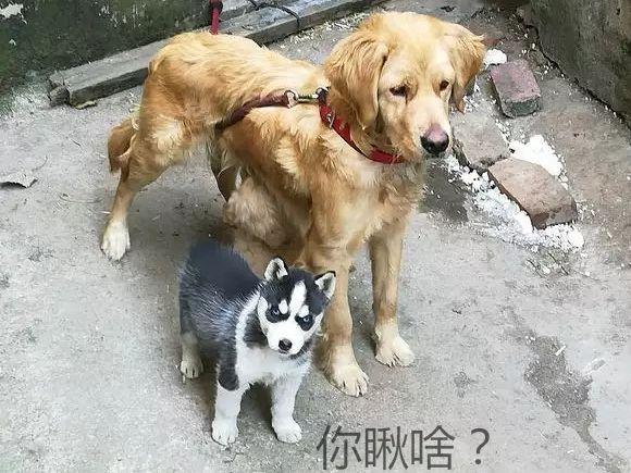 金毛被迫當乾媽，二哈天天跑去蹭奶喝，被呵斥竟還一臉不悅
