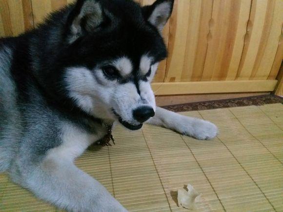 這文章詮釋了狗護食原因以及糾正方法，你值得一看