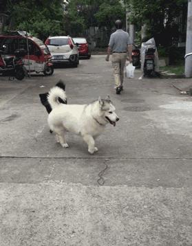 二哈和巴哥生的崽，模樣不忍直視，哈士哥：感受到了歧視