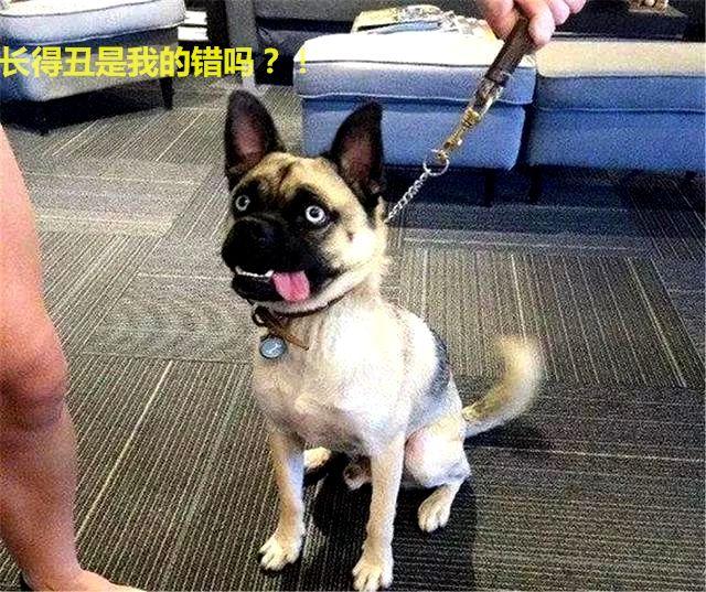 二哈和巴哥生的崽，模樣不忍直視，哈士哥：感受到了歧視
