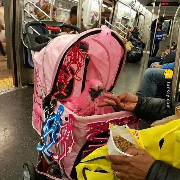 盤點25張「地鐵奇景」每一張都會讓你搓眼睛回頭再看一遍！