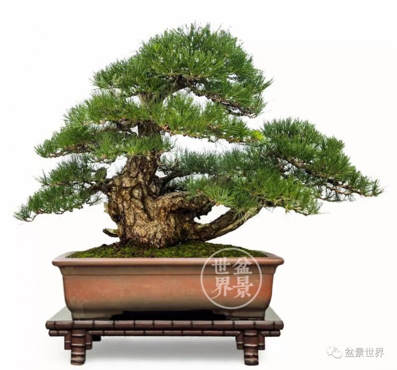 黑松為何廣受青睞？ 