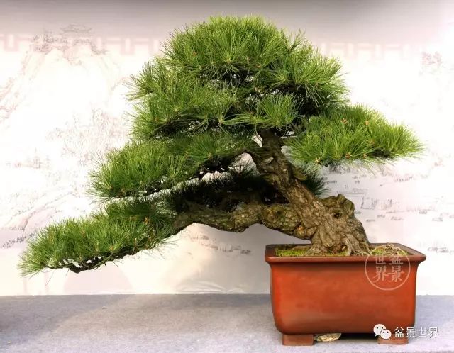 黑松為何廣受青睞？ 