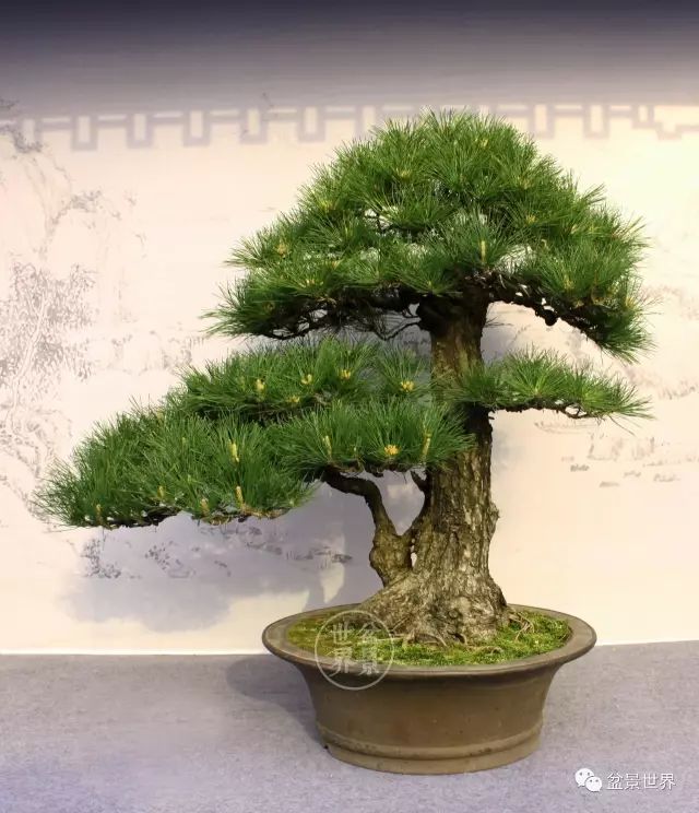 黑松為何廣受青睞？ 