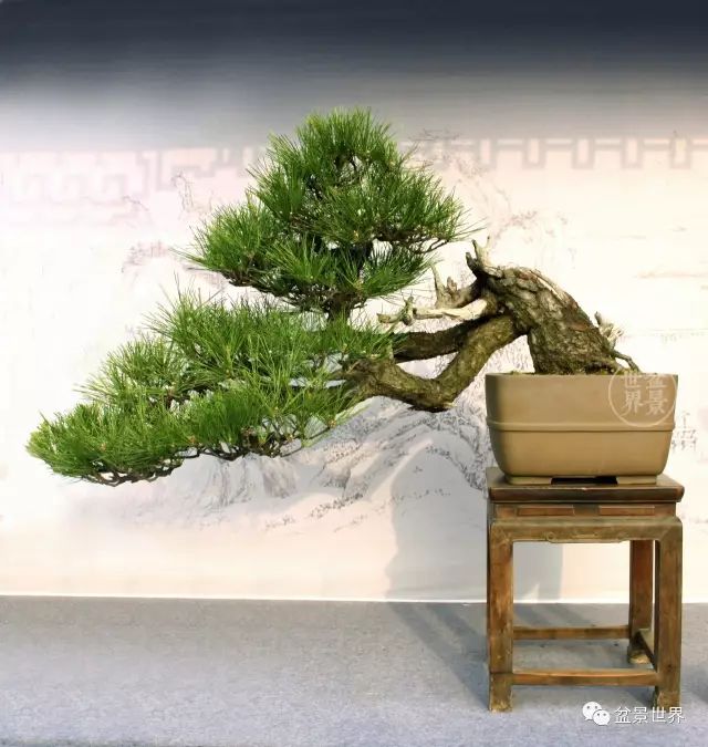 黑松為何廣受青睞？ 