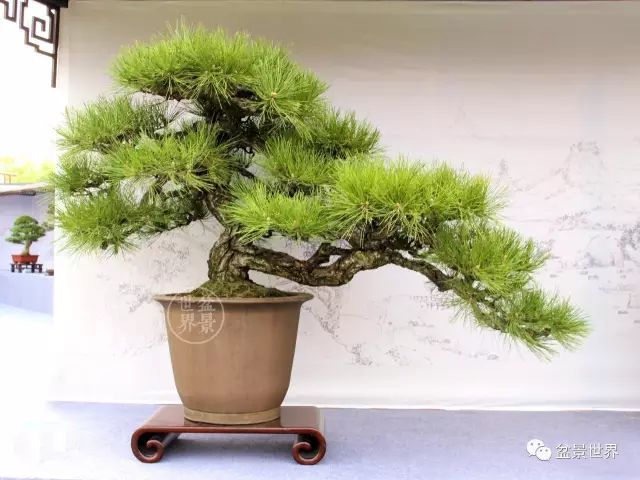 黑松為何廣受青睞？ 