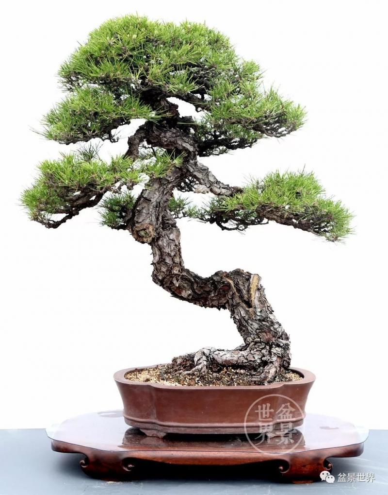 黑松為何廣受青睞？ 