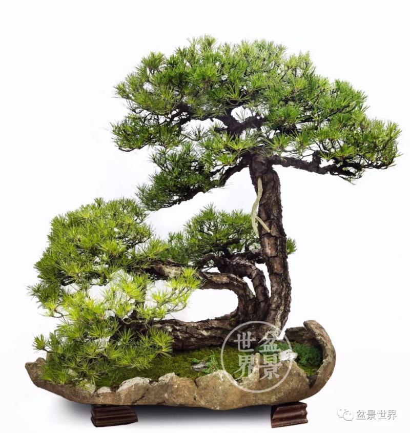 黑松為何廣受青睞？ 