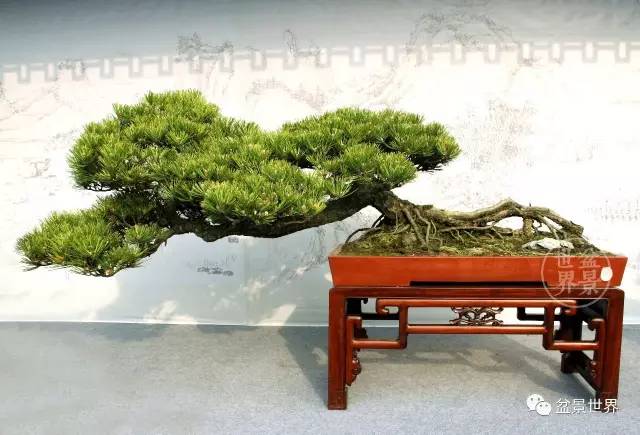 黑松為何廣受青睞？ 