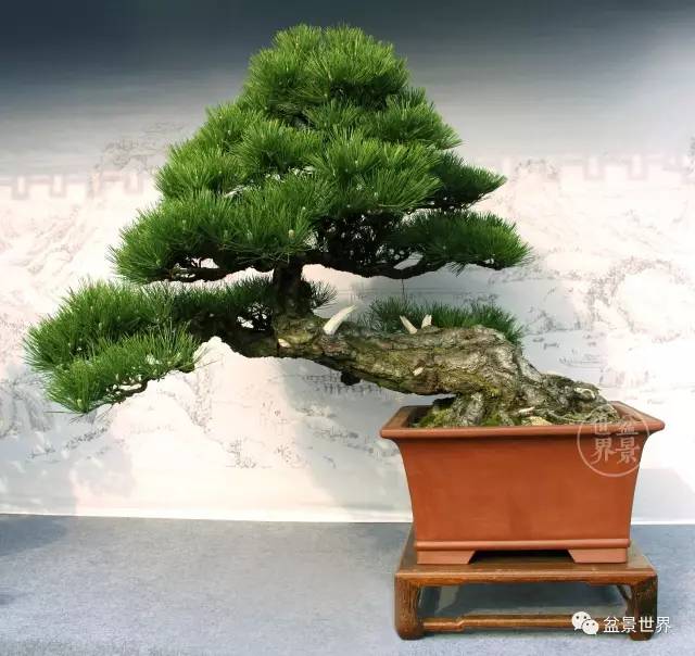 黑松為何廣受青睞？ 