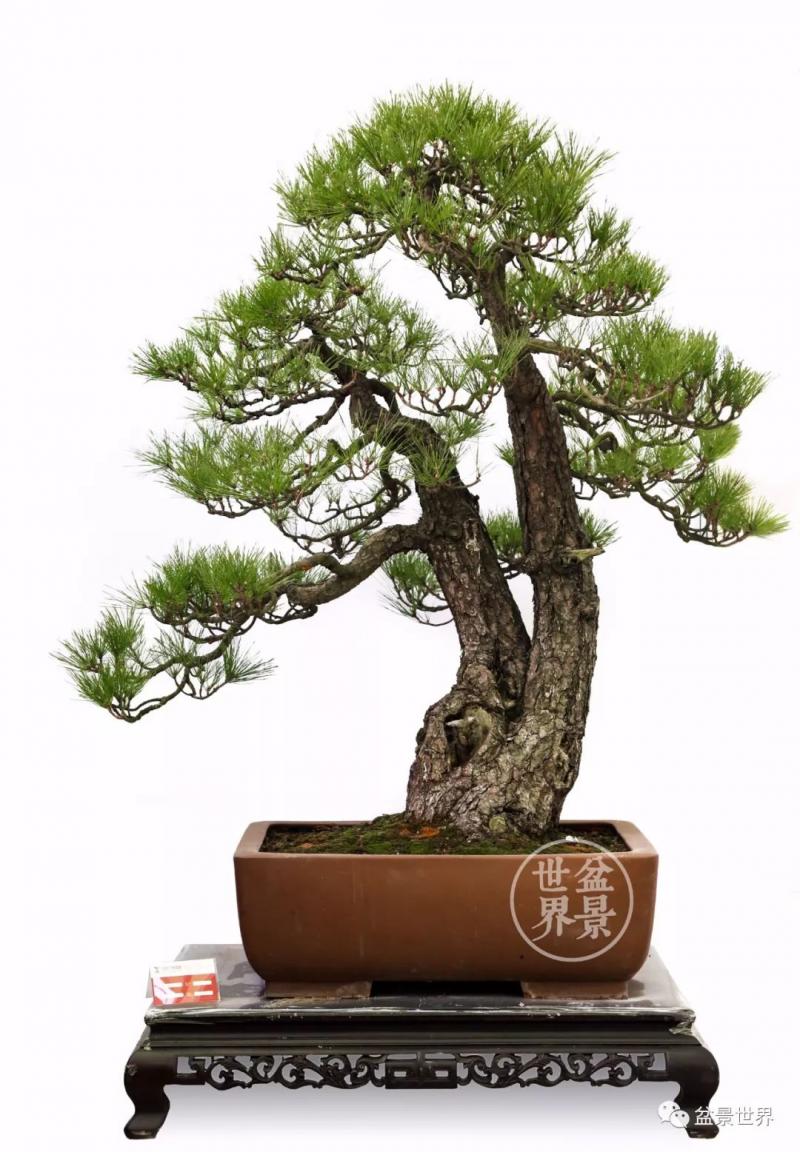 黑松為何廣受青睞？ 