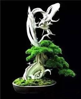盆景入門：對只有底部有枝的「雞肋樁」的處理方法