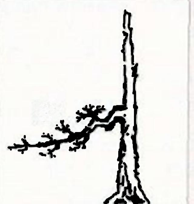 盆景入門：對只有底部有枝的「雞肋樁」的處理方法