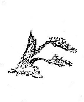 盆景入門：對只有底部有枝的「雞肋樁」的處理方法