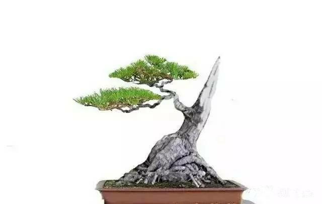 盆景入門：對只有底部有枝的「雞肋樁」的處理方法