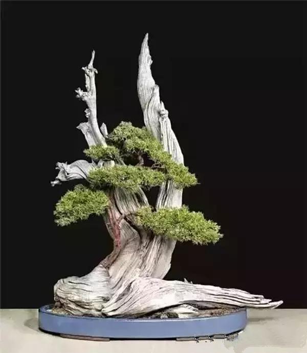 盆景入門：對只有底部有枝的「雞肋樁」的處理方法