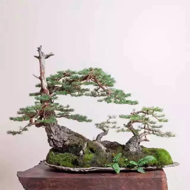 盆景入門：對只有底部有枝的「雞肋樁」的處理方法