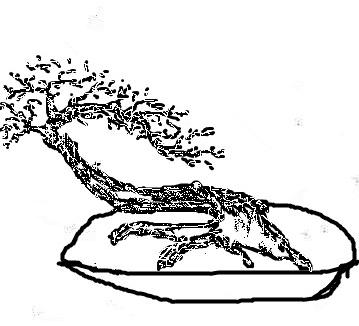 盆景入門：對只有底部有枝的「雞肋樁」的處理方法