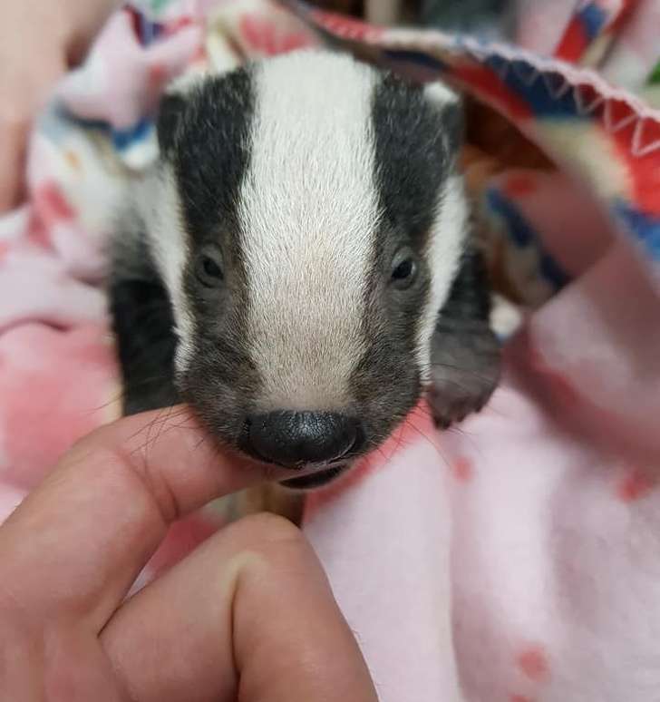21張「心情再怎麼差也會嘴角失守」的動物萌照