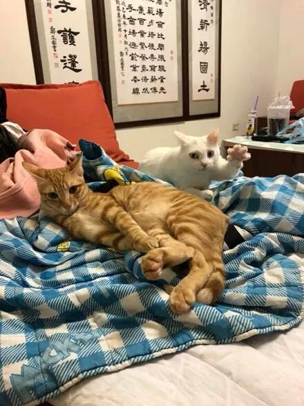 白貓想偷襲橘貓屁股，卻被主人拍到這一切，它的表情讓人笑噴了……