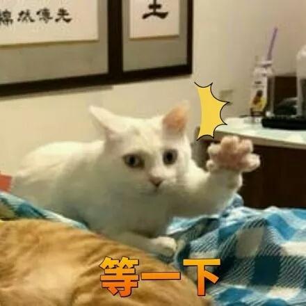 白貓想偷襲橘貓屁股，卻被主人拍到這一切，它的表情讓人笑噴了……