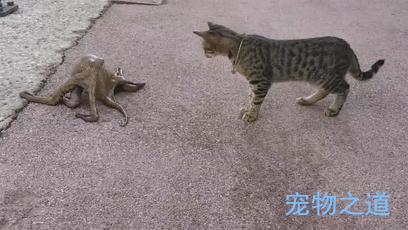 主人帶著貓咪去散步，在岸邊發現一隻章魚，拉著章魚的腳就不鬆開了  