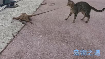 主人帶著貓咪去散步，在岸邊發現一隻章魚，拉著章魚的腳就不鬆開了  