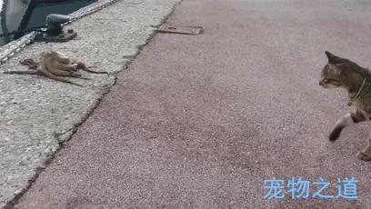 主人帶著貓咪去散步，在岸邊發現一隻章魚，拉著章魚的腳就不鬆開了  