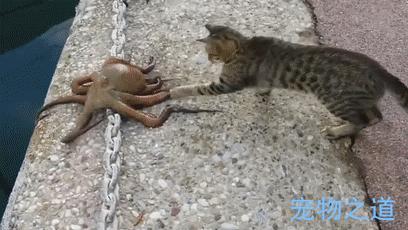 主人帶著貓咪去散步，在岸邊發現一隻章魚，拉著章魚的腳就不鬆開了  