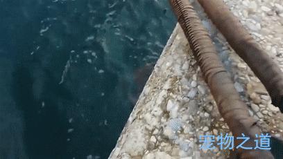 主人帶著貓咪去散步，在岸邊發現一隻章魚，拉著章魚的腳就不鬆開了  