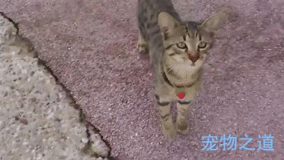 主人帶著貓咪去散步，在岸邊發現一隻章魚，拉著章魚的腳就不鬆開了  