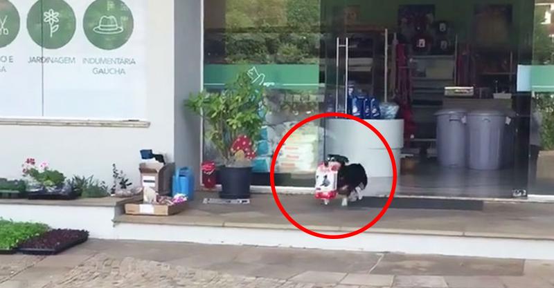 聰明狗狗自己上門買飼料　「萌叼戰利品」奔回家：呷奔囉！ 