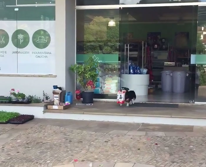 聰明狗狗自己上門買飼料　「萌叼戰利品」奔回家：呷奔囉！ 