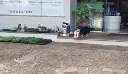 聰明狗狗自己上門買飼料　「萌叼戰利品」奔回家：呷奔囉！ 